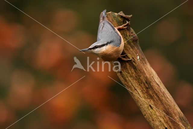 Europese Boomklever (Sitta europaea)