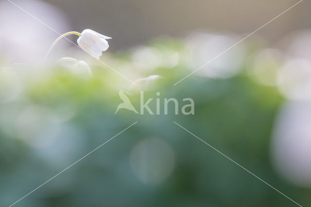 Bosanemoon (Anemone nemorosa)