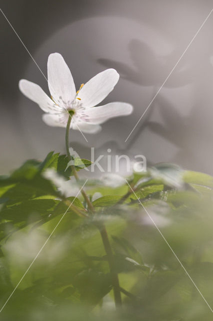 Wood Anemone (Anemone nemorosa)