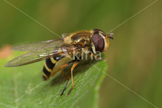 Bosbandzwever (Syrphus torvus)