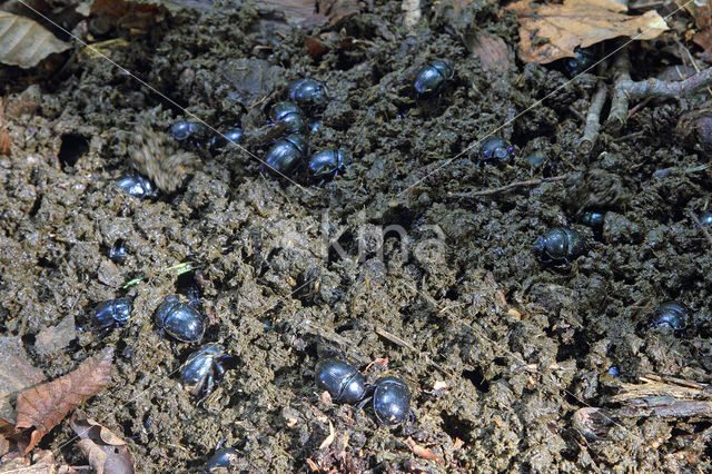 Bosmestkever (Anoplotrupes stercorosus)