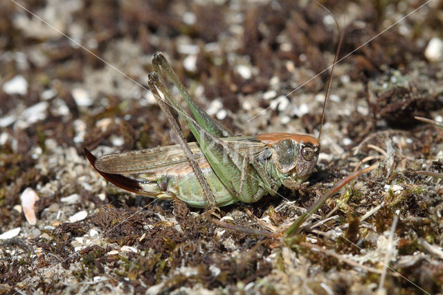 Duinsabelsprinkhaan (Platycleis albopunctata)