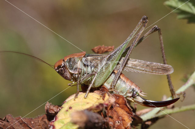 Duinsabelsprinkhaan (Platycleis albopunctata)