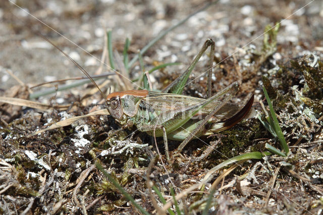 Duinsabelsprinkhaan (Platycleis albopunctata)