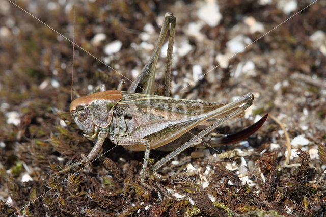 Duinsabelsprinkhaan (Platycleis albopunctata)