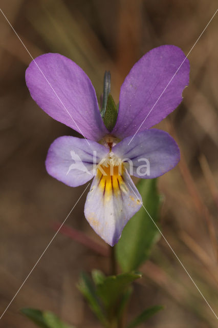 Duinviooltje (Viola curtisii)