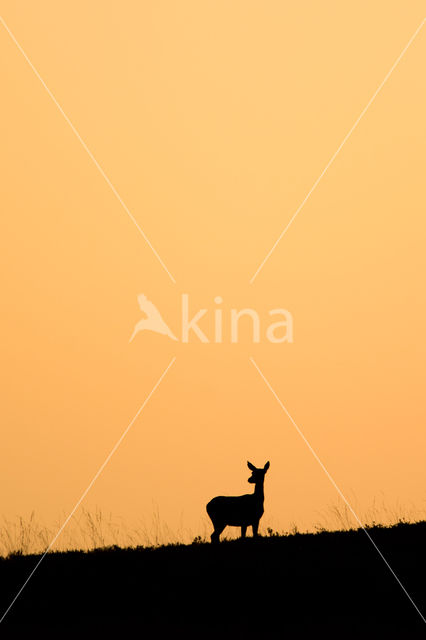 Red Deer (Cervus elaphus)