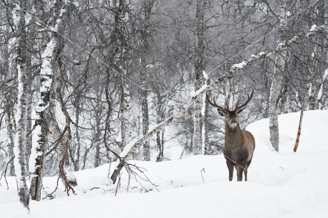 Edelhert (Cervus elaphus)