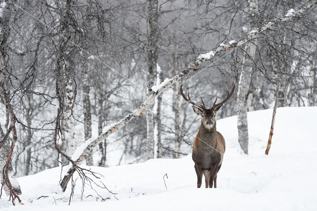 Edelhert (Cervus elaphus)