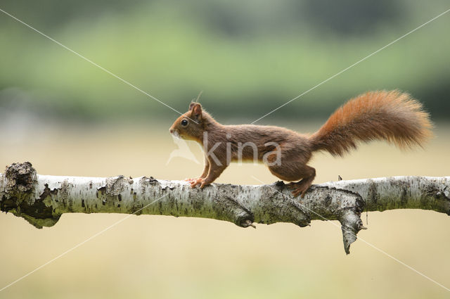 Eekhoorn (Sciurus vulgaris)