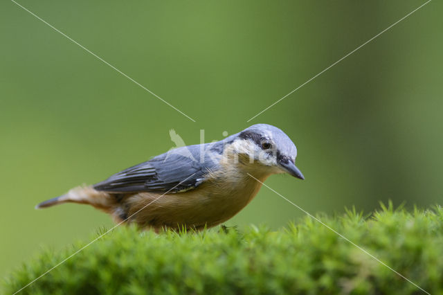 Eurasian Nuthatch (Sitta europaea)