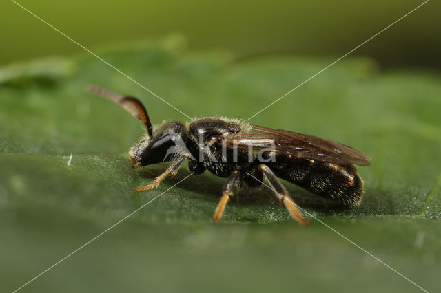 Fijngestippelde groefbij (Lasioglossum punctatissimum)