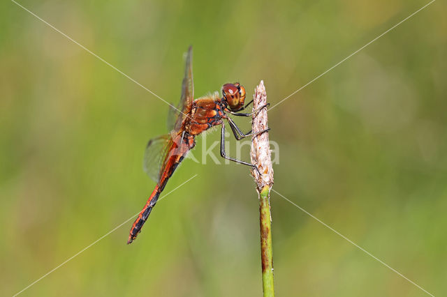 Geelvlekheidelibel (Sympetrum flaveolum)