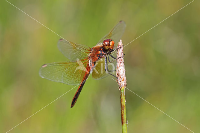 Geelvlekheidelibel (Sympetrum flaveolum)