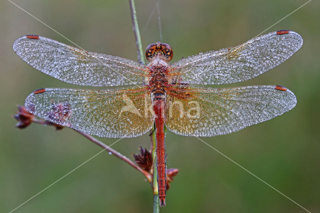 Geelvlekheidelibel (Sympetrum flaveolum)