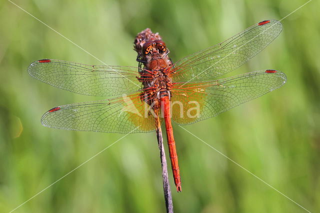 Geelvlekheidelibel (Sympetrum flaveolum)