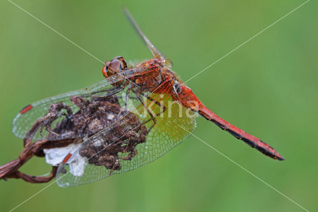 Geelvlekheidelibel (Sympetrum flaveolum)