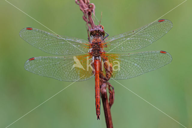 Geelvlekheidelibel (Sympetrum flaveolum)