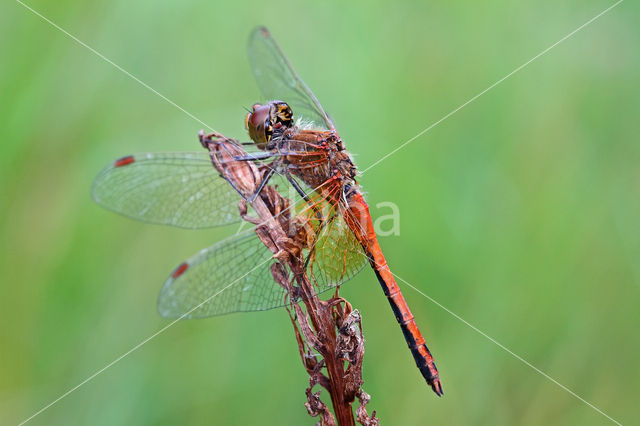 Geelvlekheidelibel (Sympetrum flaveolum)