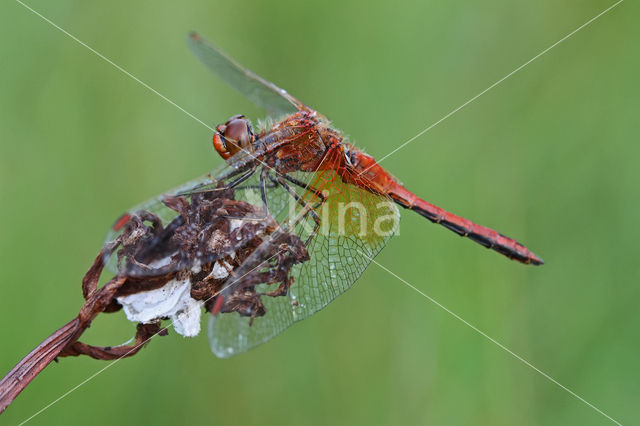 Geelvlekheidelibel (Sympetrum flaveolum)