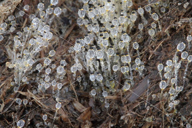 Gewone Kogelschieter (Pilobolus crystallinus)