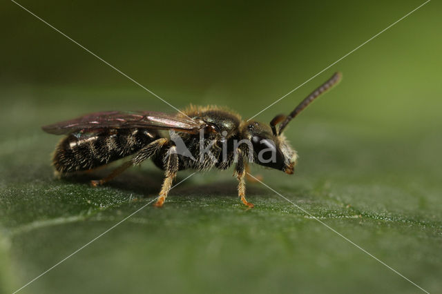 Gewone smaragdgroefbij (Lasioglossum leucopus)