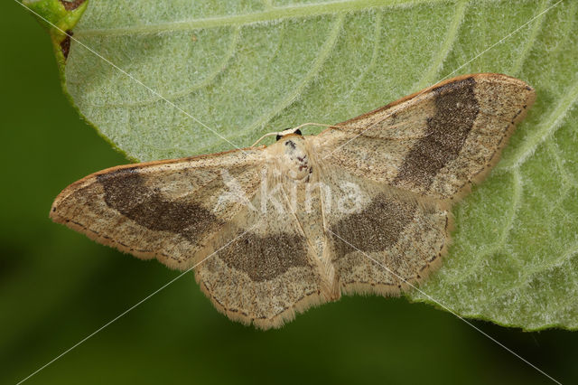 Grijze stipspanner (Idaea aversata)