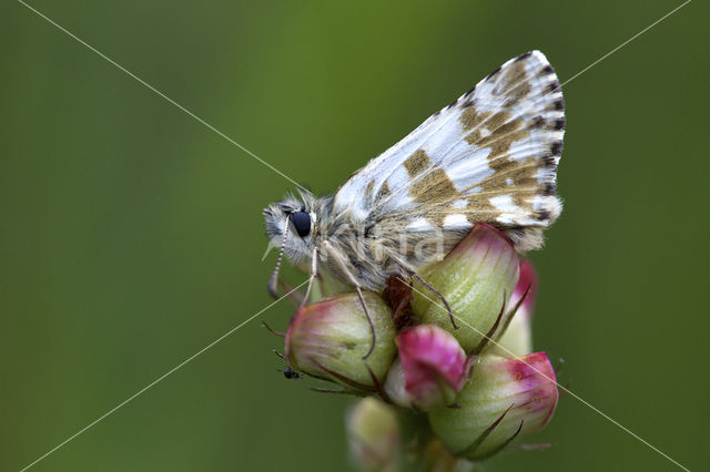 Groot spikkeldikkopje (Pyrgus alveus)