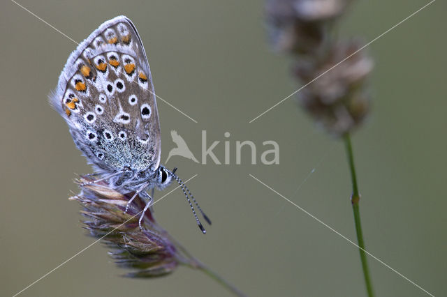 Groot tragantblauwtje (Polyommatus escheri)