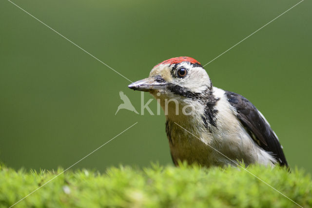 Grote Bonte Specht (Dendrocopos major)