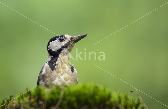 Great Spotted Woodpecker (Dendrocopos major)