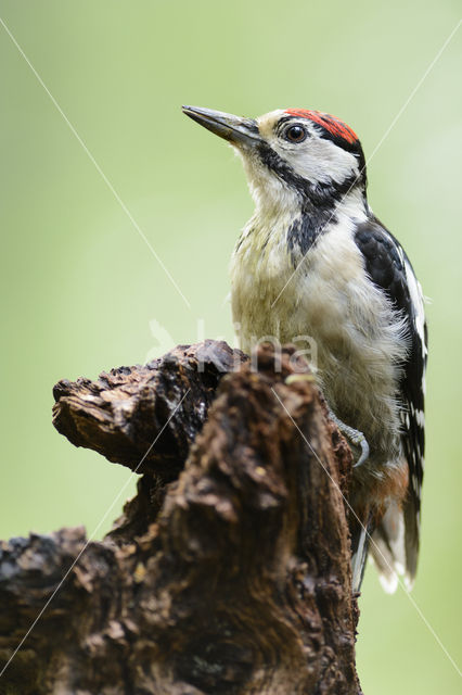 Grote Bonte Specht (Dendrocopos major)