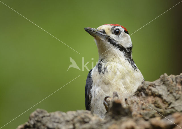 Grote Bonte Specht (Dendrocopos major)