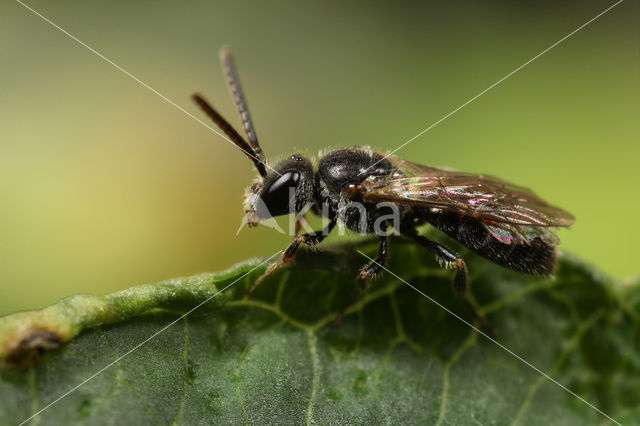 Halfglanzende Groefbij (Lasioglossum semilucens)