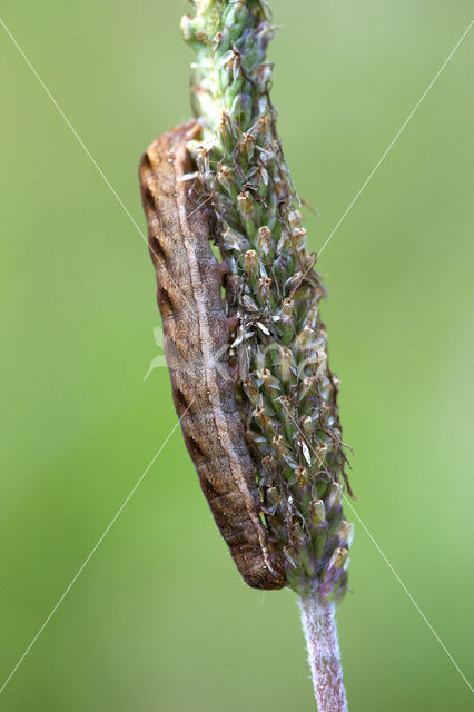 Heide-schaaruil (Papestra biren)