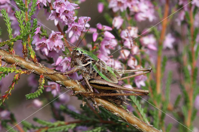 Heidesabelsprinkhaan (Metrioptera brachyptera)