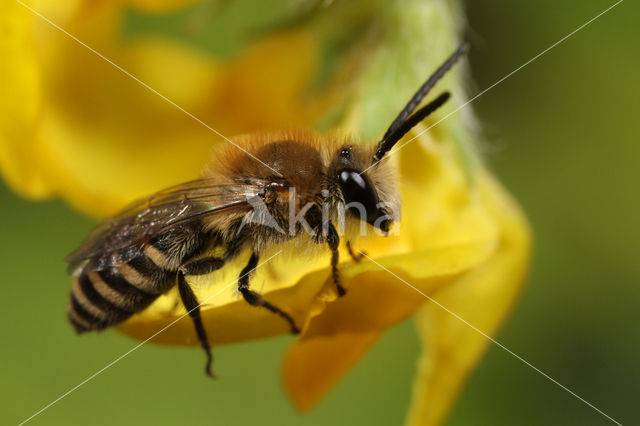 Heidezijdebij (Colletes succinctus)