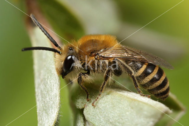 Heidezijdebij (Colletes succinctus)