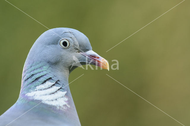 Houtduif (Columba palumbus)