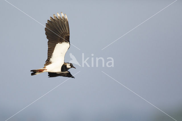 Kievit (Vanellus vanellus)