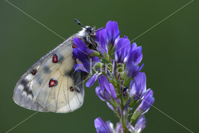 Kleine apollovlinder (Parnassius phoebus)