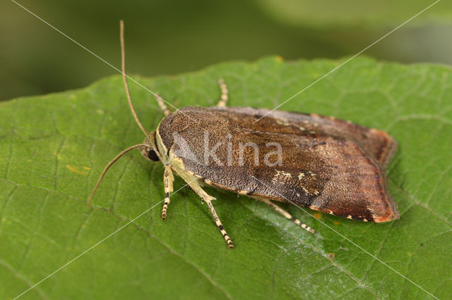 Kleine Breedbandhuismoeder (Noctua janthina)