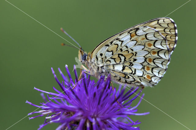 Knoopkruidparelmoervlinder (Melitaea phoebe)