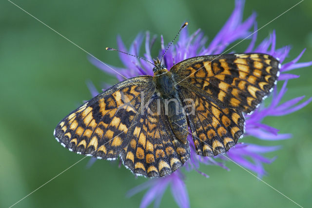 Knoopkruidparelmoervlinder (Melitaea phoebe)