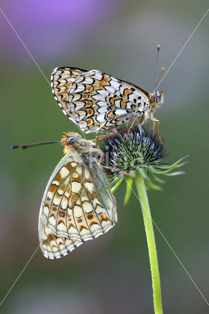 Knoopkruidparelmoervlinder (Melitaea phoebe)