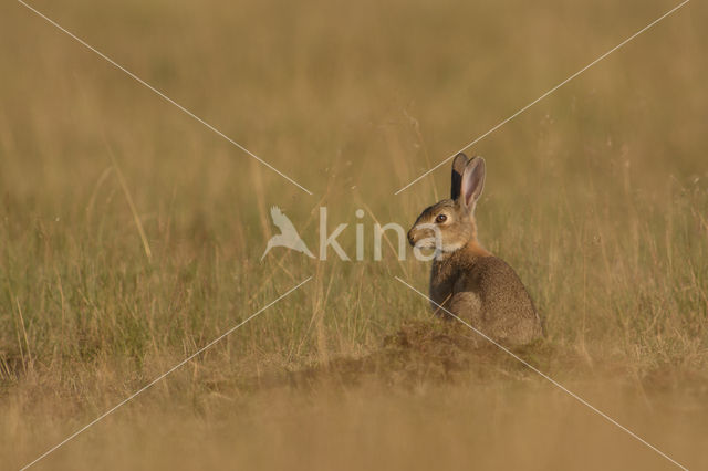 Konijn (Oryctolagus cuniculus)