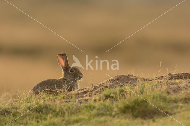 Rabbit (Oryctolagus cuniculus)