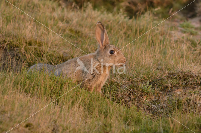 Konijn (Oryctolagus cuniculus)