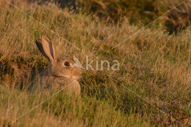 Konijn (Oryctolagus cuniculus)