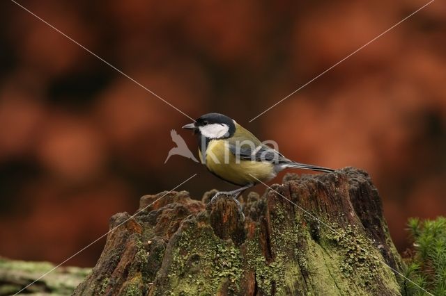 Koolmees (Parus major)